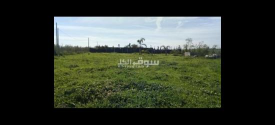 للبيع أرض فلاحية تيتري 2500مثر بالصخيرات - 2