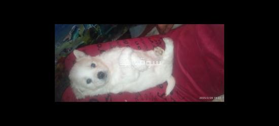 كلاب كانيش للبيع - 2