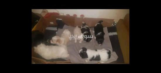 كلاب كانيش للبيع - 3