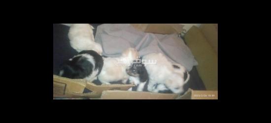 كلاب كانيش للبيع - 4