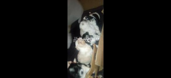 كلاب كانيش للبيع - 5