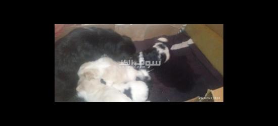 كلاب كانيش للبيع - 10