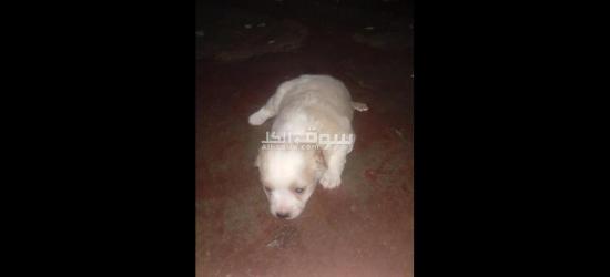 كلاب كانيش للبيع - 11