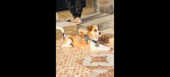 كلاب كانيش للبيع - 12