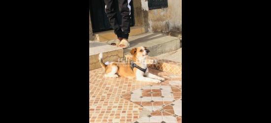 كلاب كانيش للبيع - 13