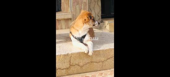 كلاب كانيش للبيع - 14