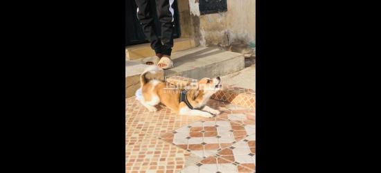 كلاب كانيش للبيع - 15