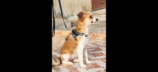 كلاب كانيش للبيع - 16