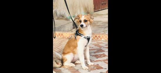 كلاب كانيش للبيع - 17