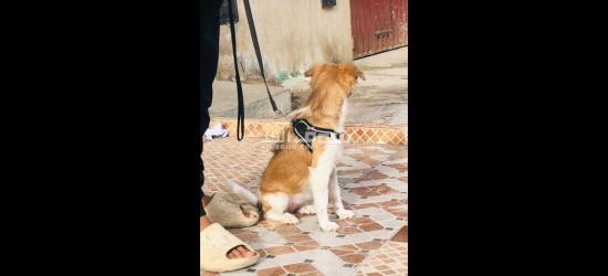 كلاب كانيش للبيع - 18