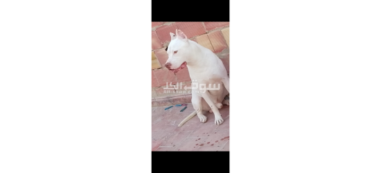 كلب للبيع مكناس - 2