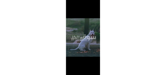 كلب للبيع مكناس - 3