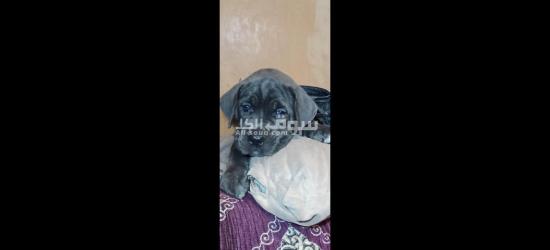 Chiots cane corso grise et noire âge 45j - 2