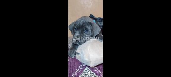 Chiots cane corso grise et noire âge 45j - 3