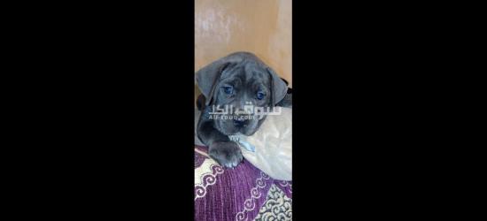 Chiots cane corso grise et noire âge 45j - 4