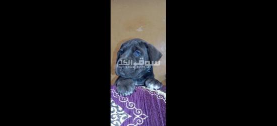 Chiots cane corso grise et noire âge 45j - 5