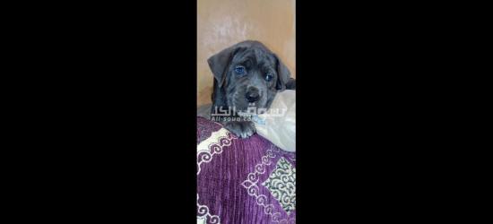 Chiots cane corso grise et noire âge 45j - 6