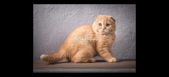 Chat Scottish fold golden race pur - 2