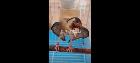 مقنين حسون ويداني ملكي