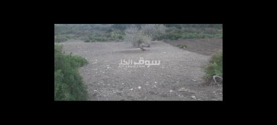 🌟🌟 فرصة استثمارية نادرة للبيع بتطوان! 🌟🌟