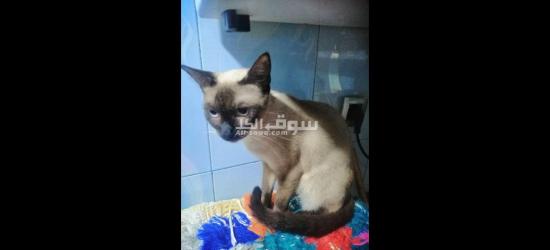 قطة الصيامي انها حامل - 4